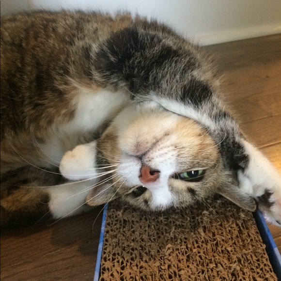 Meet your Posher, Katie - Picture 1 of 1